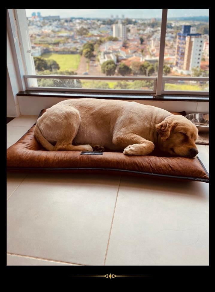 Cama Pet SoloPet: Beleza, Conforto e Variedade em Um Só Lugar