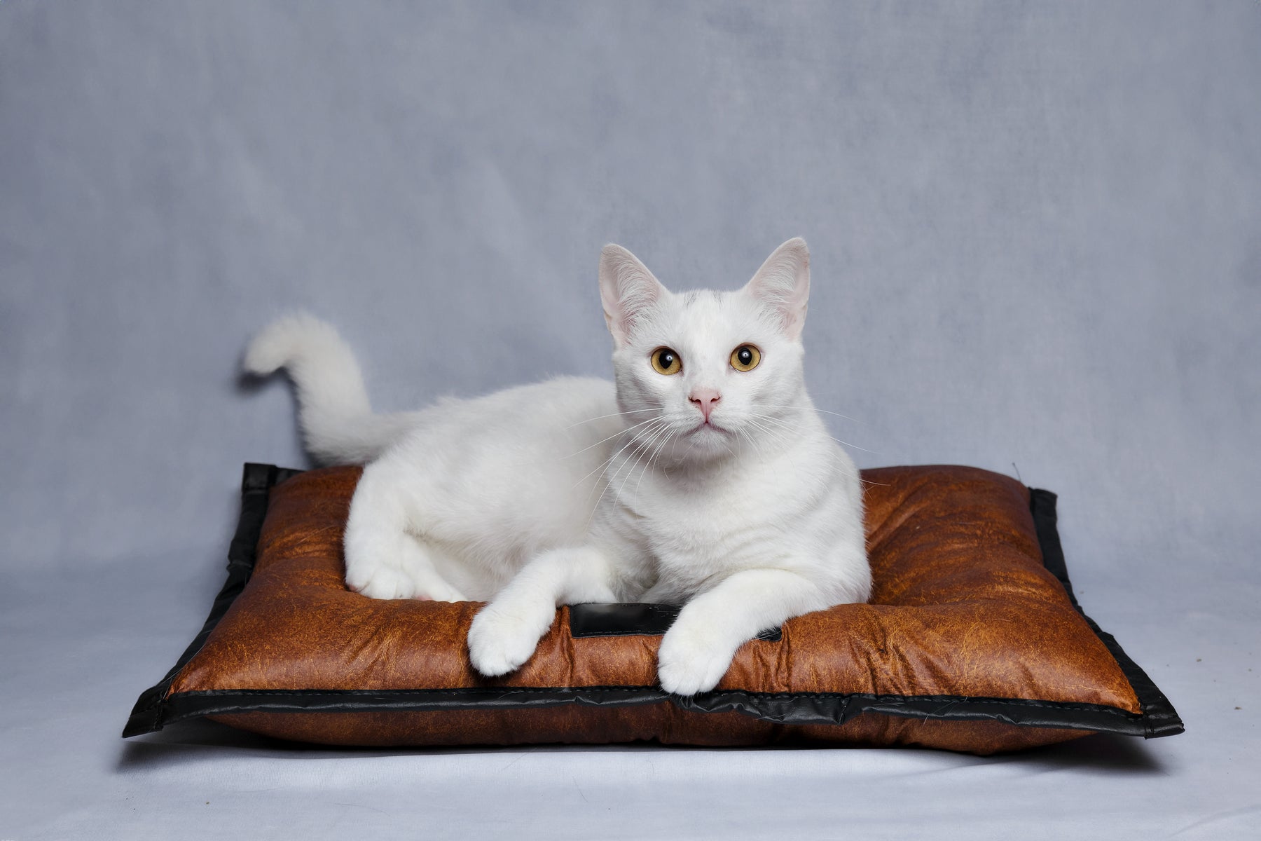Cama Pet SoloPet: Beleza, Conforto e Variedade em Um Só Lugar