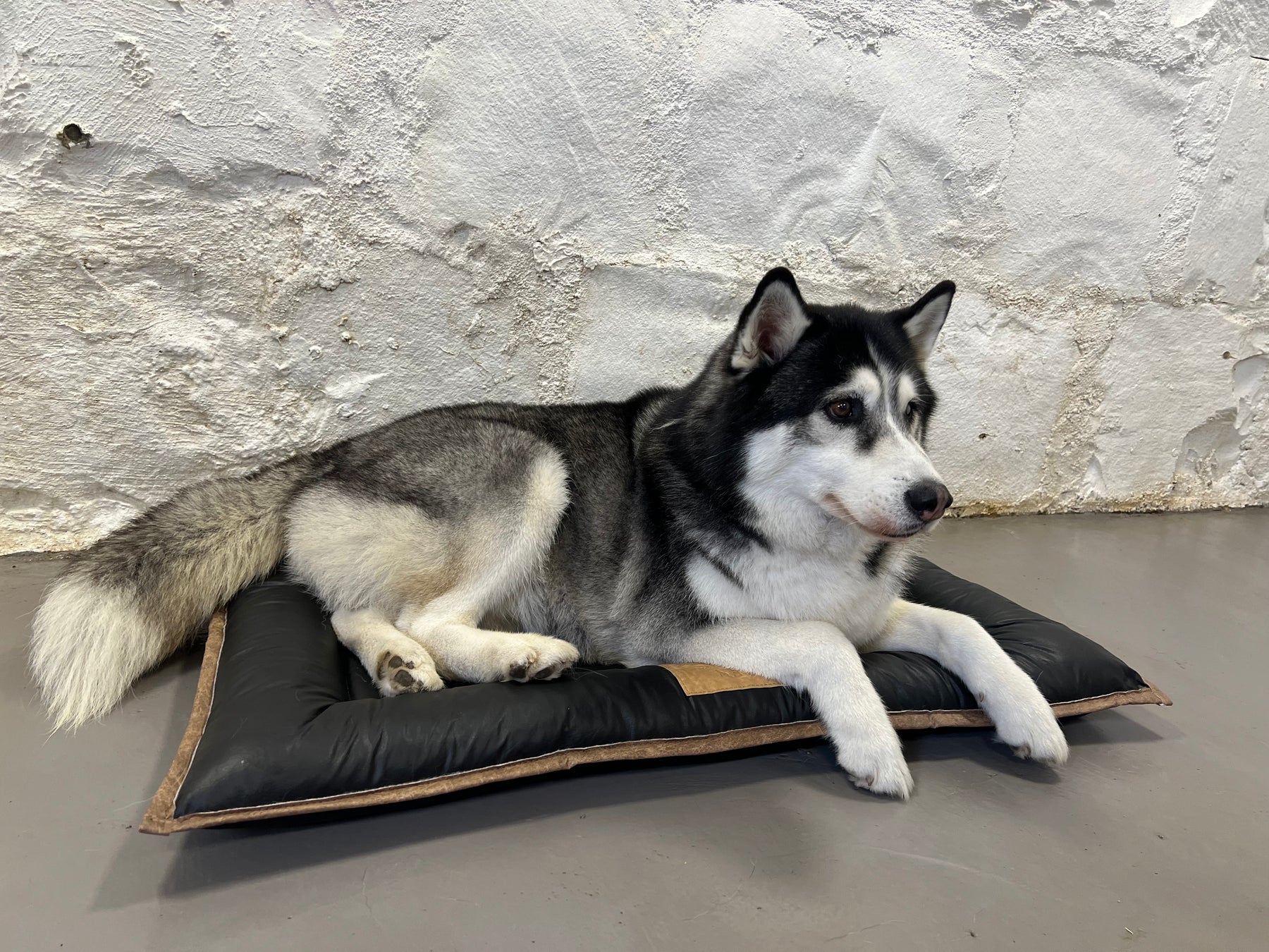 Cama Pet SoloPet: Beleza, Conforto e Variedade em Um Só Lugar