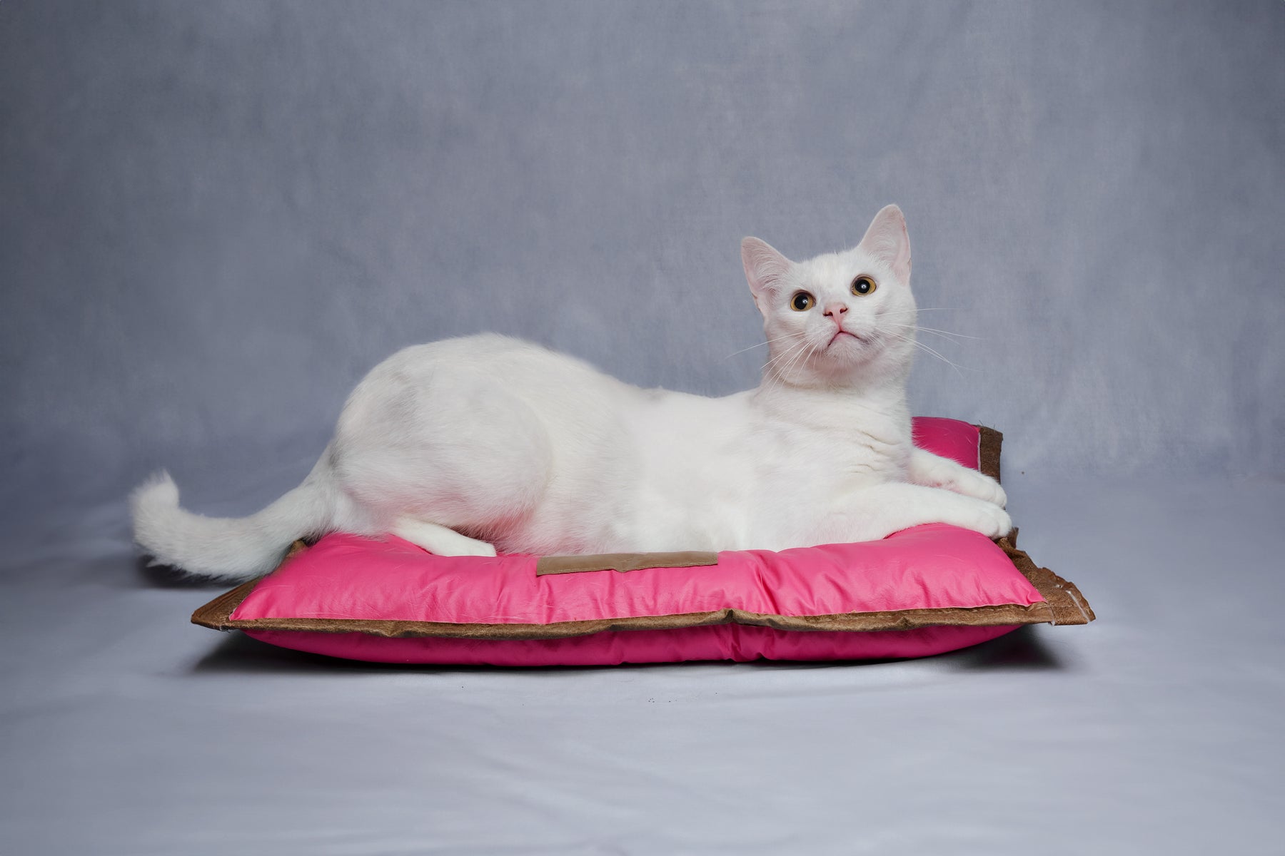 Cama Pet SoloPet: Beleza, Conforto e Variedade em Um Só Lugar