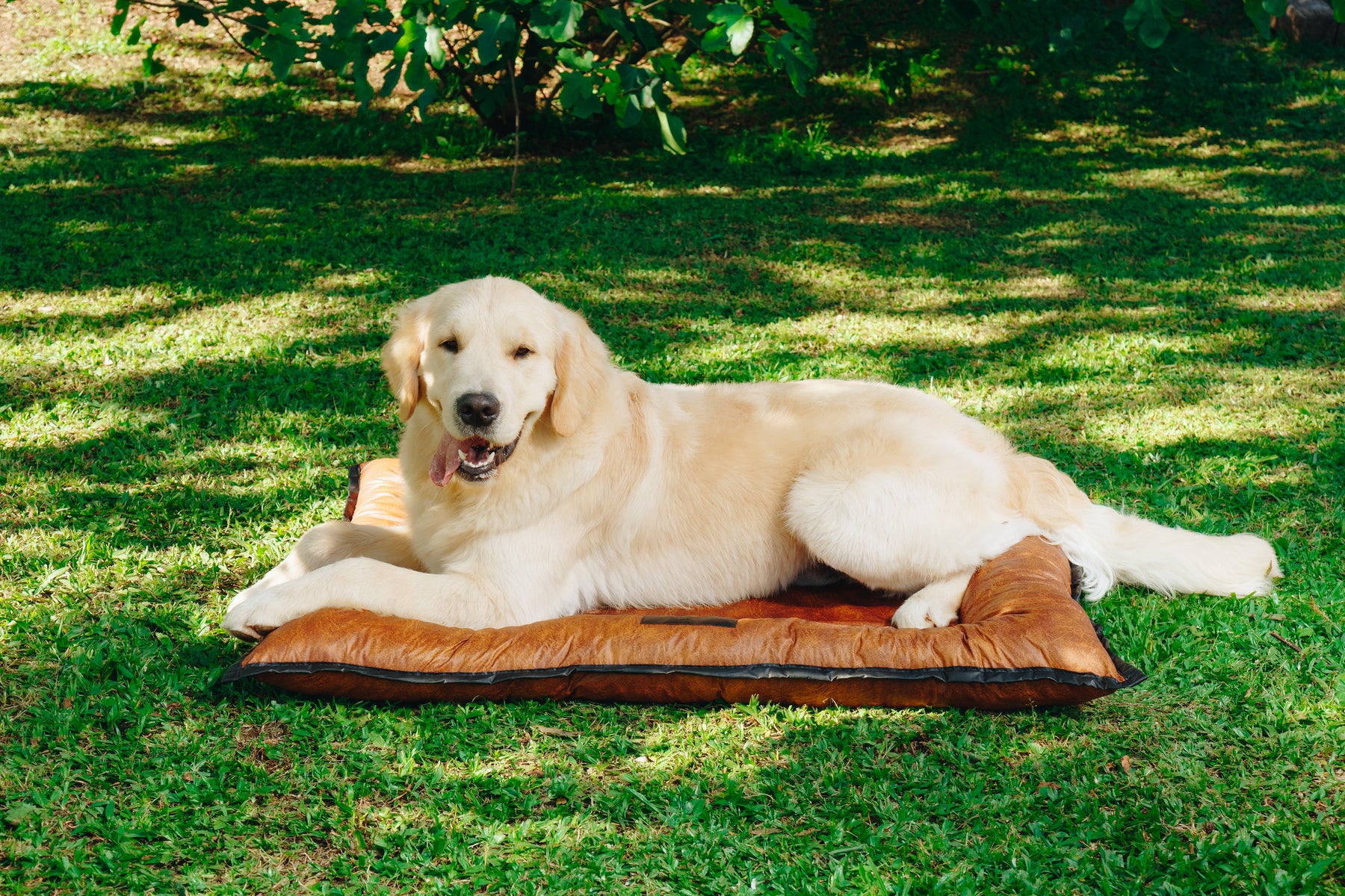 Cama Pet SoloPet: Beleza, Conforto e Variedade em Um Só Lugar