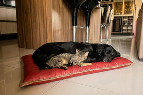 Cama Solo Pet: Conforto, durabilidade, praticidade e beleza, em um único lugar !