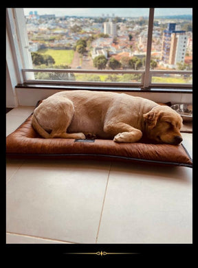 Cama Pet SoloPet: Beleza, Conforto e Variedade em Um Só Lugar