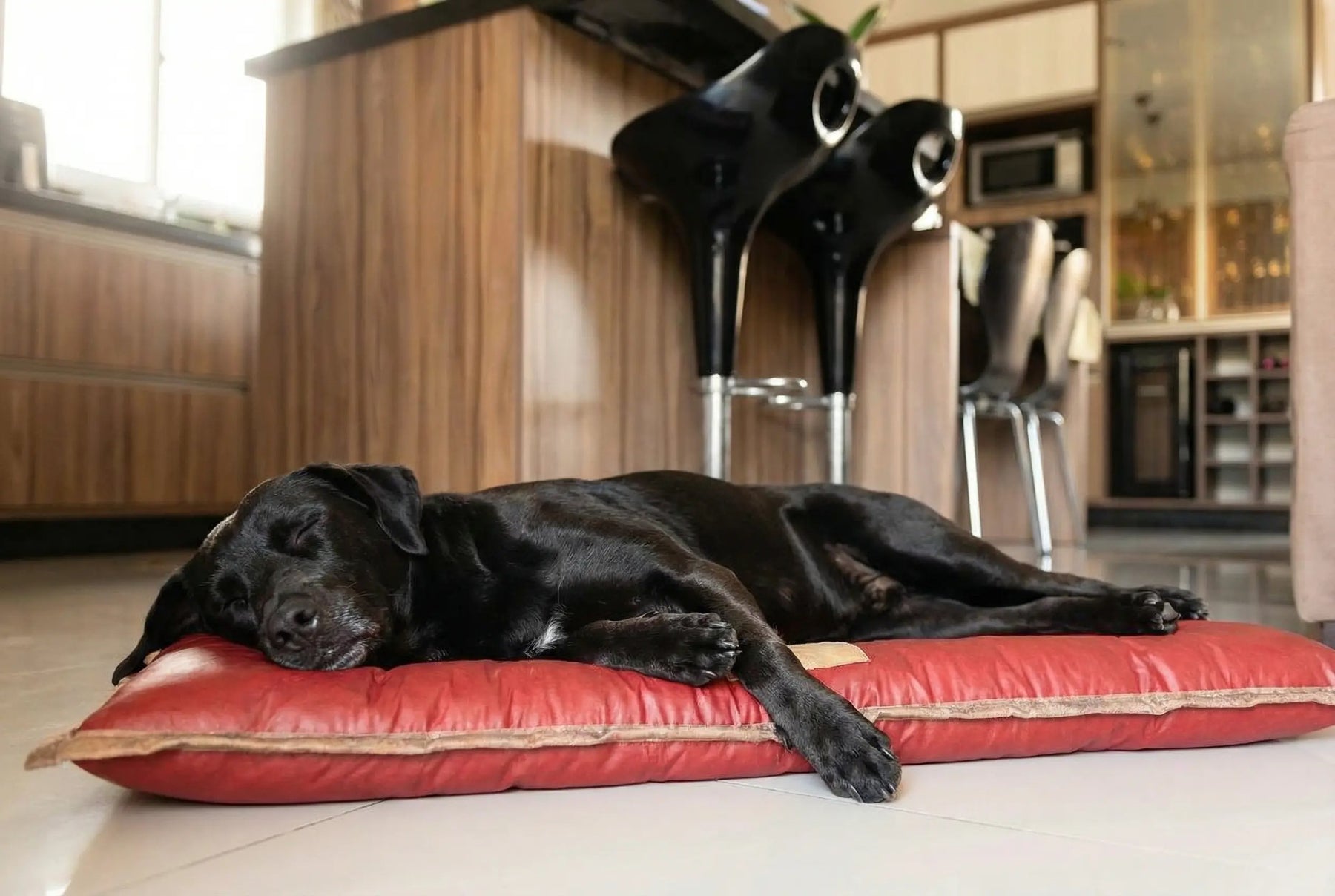 Cama Solo Pet: Conforto, durabilidade, praticidade e beleza, em um único lugar !