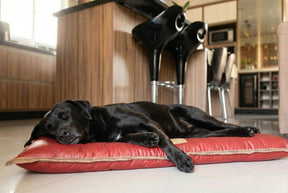 Cama Solo Pet: Conforto, durabilidade, praticidade e beleza, em um único lugar !