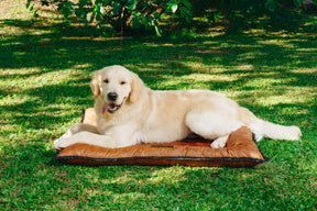 Cama Pet SoloPet: Beleza, Conforto e Variedade em Um Só Lugar